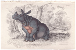 Plate 9 
Indian Rhinoceros